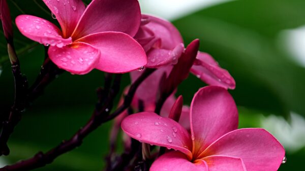 Plumerias Frangipanis Flowers  - ignartonosbg / Pixabay